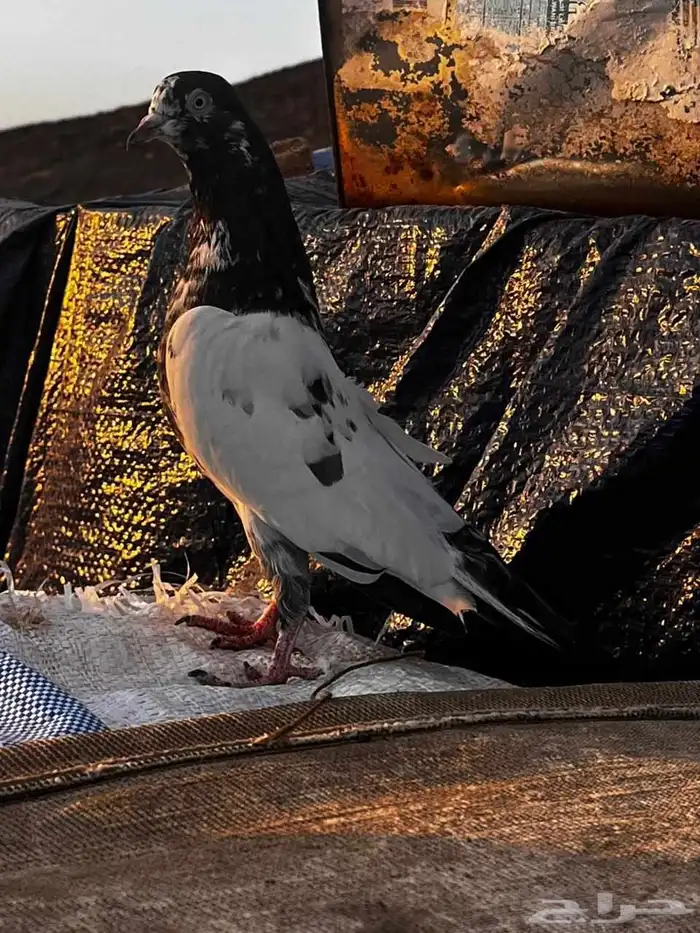 جوز باكستاني سلارا للبيع 0