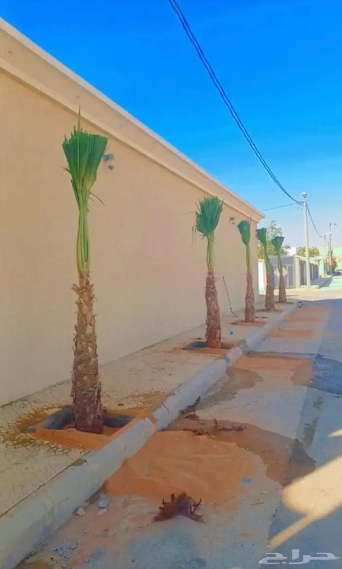 سلام عليكم ورحمة الله وبركاته نخل زينه اللبيع 6