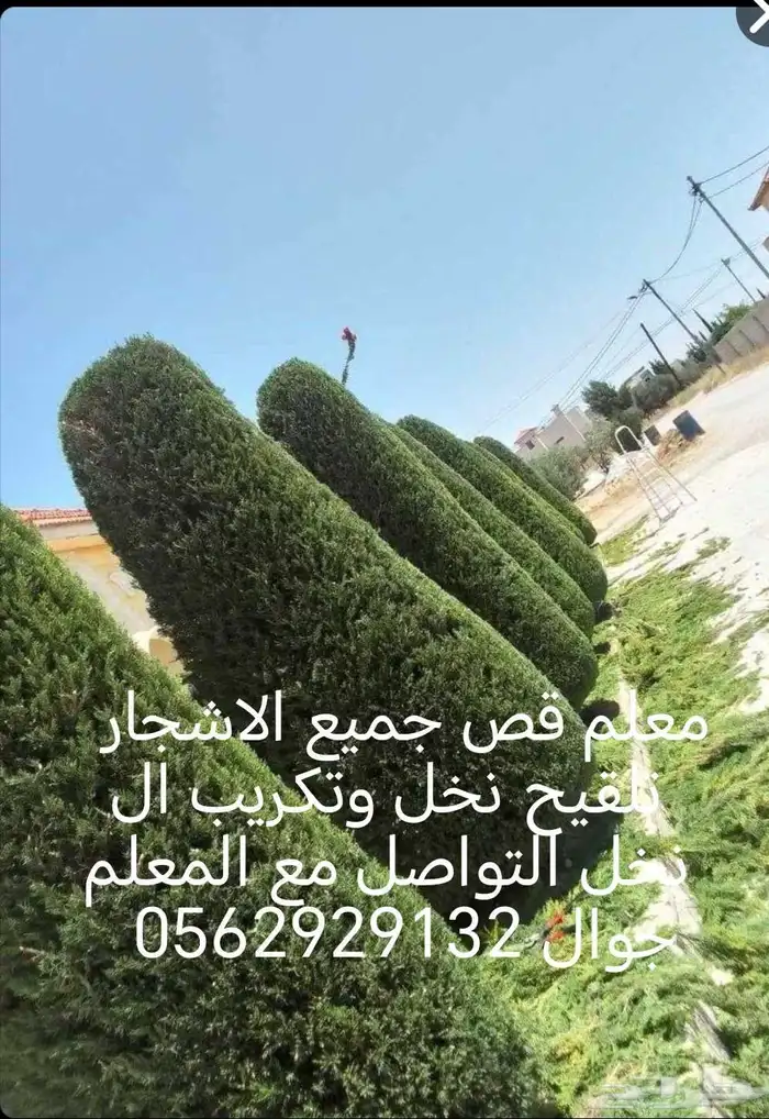 معلم قص جميع الاشجار تلقيح نخل وتكريب النخل 4