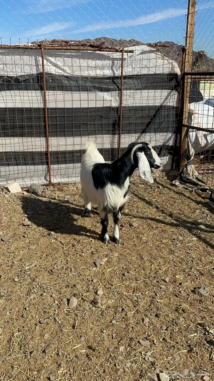 عنز حايل طيبه بالحيل 4