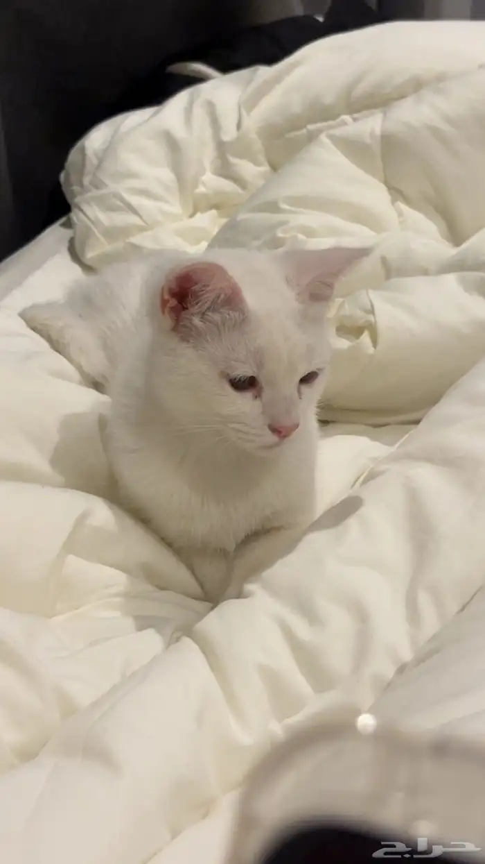 قطط للتبني قطط للبيع 2