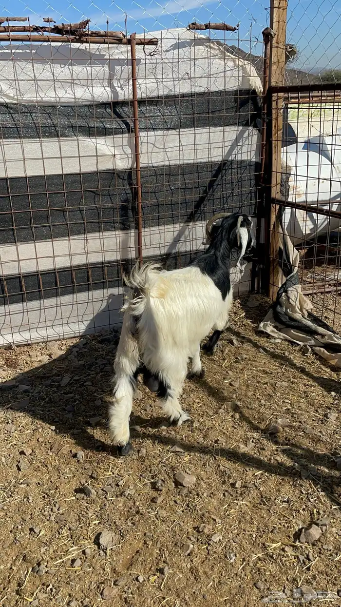 عنز حايل طيبه بالحيل 8