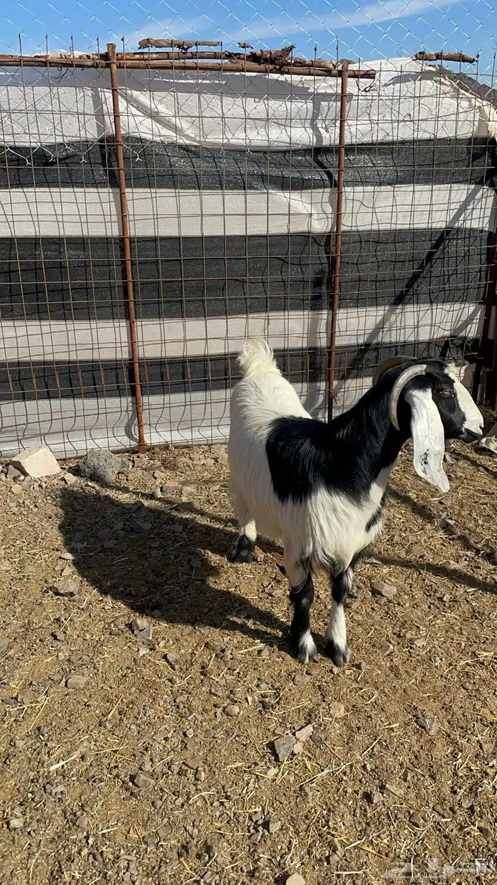 عنز حايل طيبه بالحيل 6