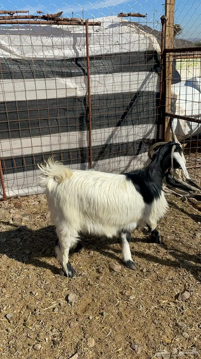 عنز حايل طيبه بالحيل 5