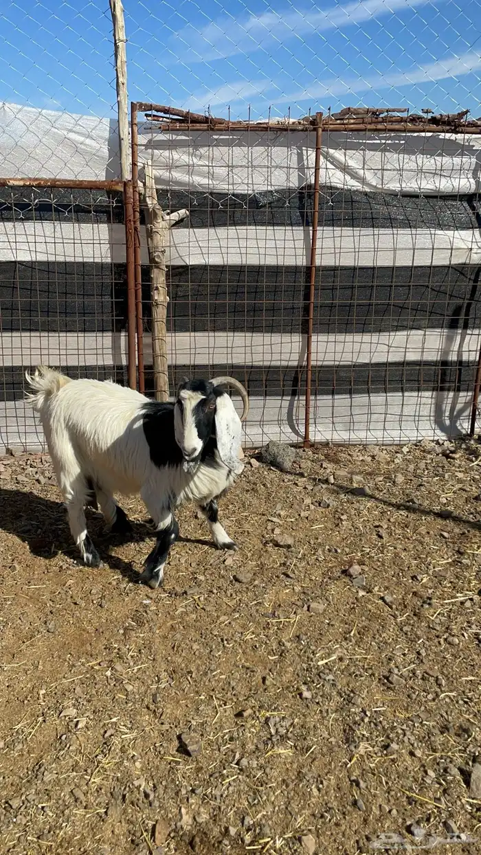 عنز حايل طيبه بالحيل 2