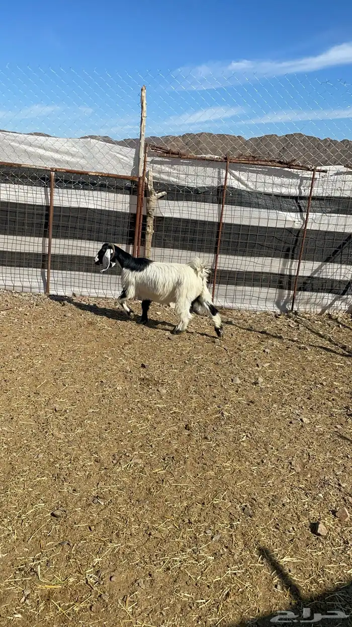 عنز حايل طيبه بالحيل 3