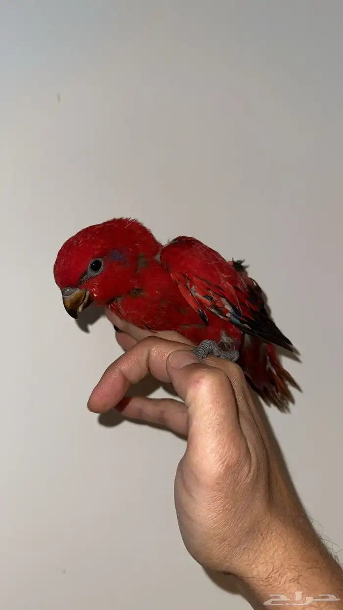 فرخ لوري رد حجم سوبر جامبو (سعر خيال) 3