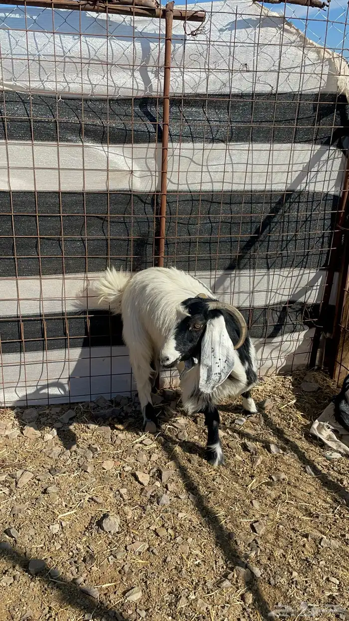 عنز حايل طيبه بالحيل 7