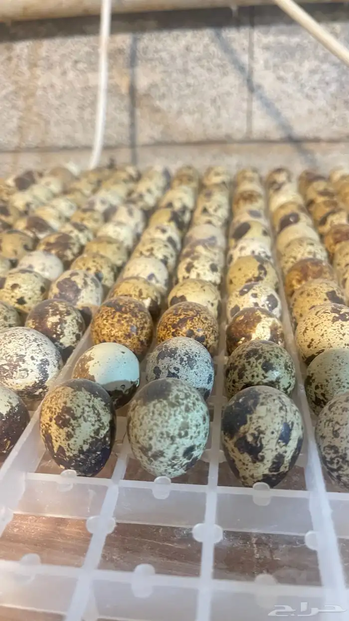 بيض السمان مخصب وللأكل .. وطيور السمان 6
