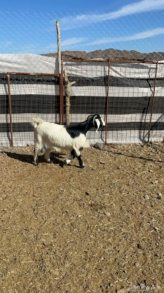 عنز حايل طيبه بالحيل 1