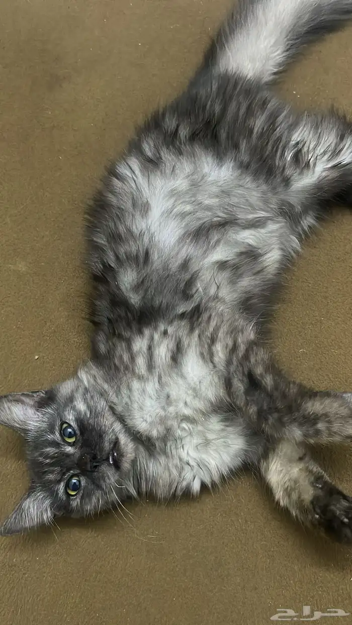 تبني قطط ضمد لتبني مستعجل 2