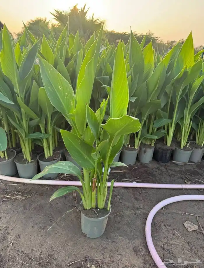 مشتل الجموم الجميع انواع شتلات 4