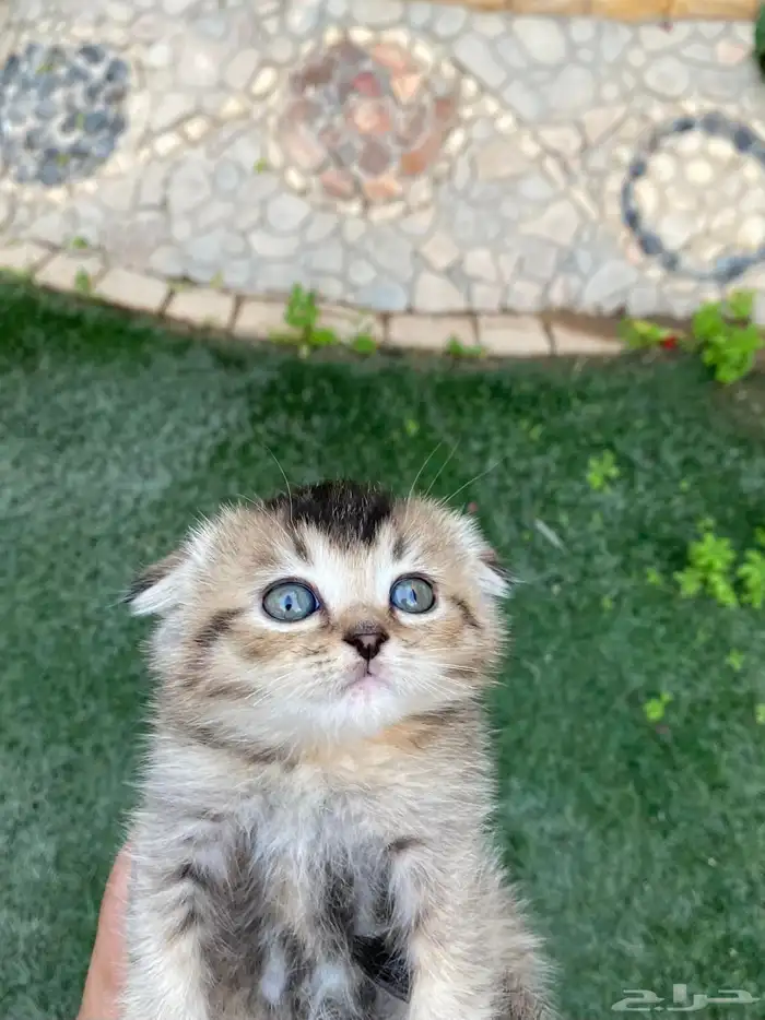 كيتن سكوتش فولد مطعمين مدربين للبيع ولايوجد تبني 14