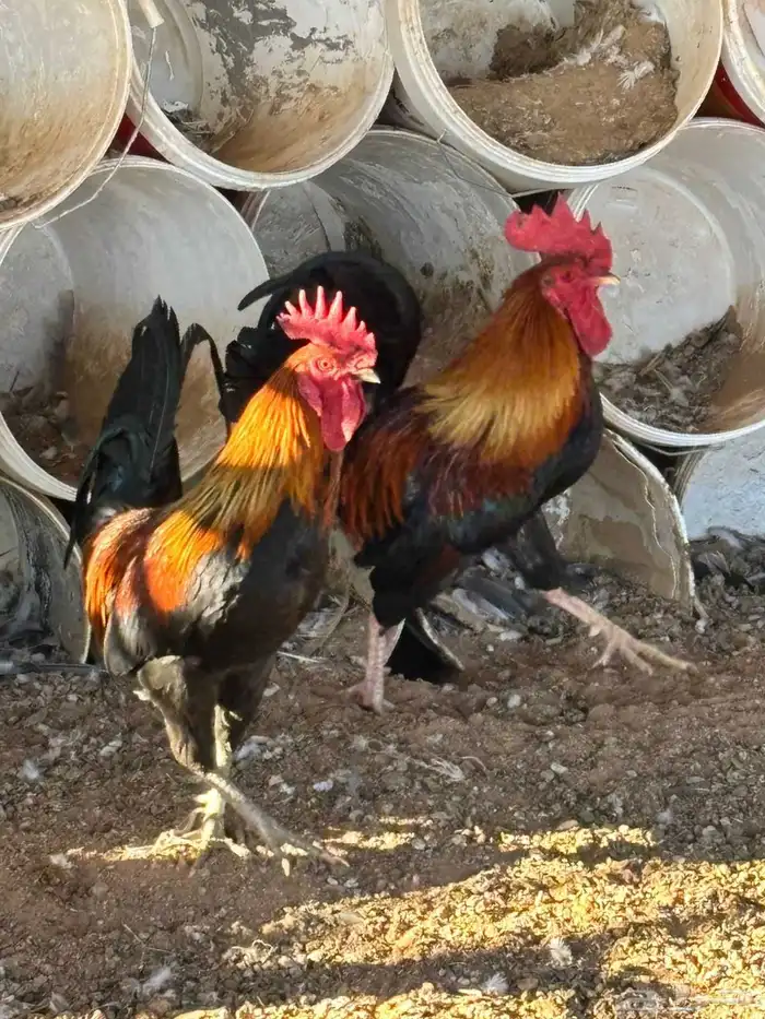 Oneyearold male turkey 3