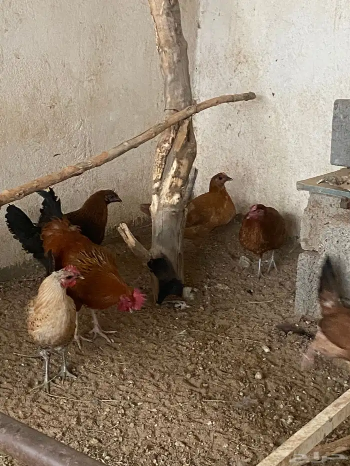 للبيع دجاج بلدي 5