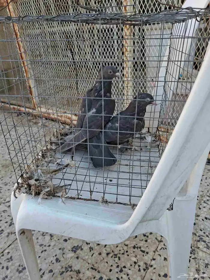 طبه اصيل بيور 3