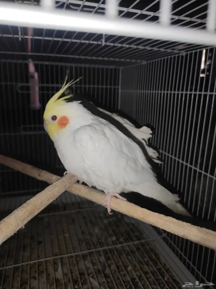 طيور كروان 2