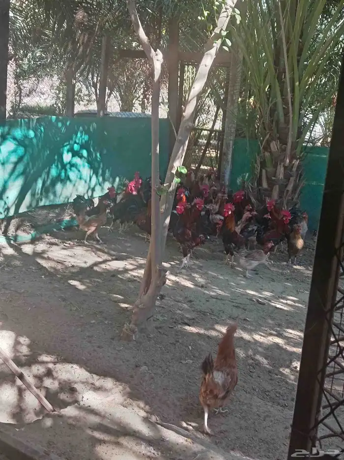 صوص بلدي للبيع 4