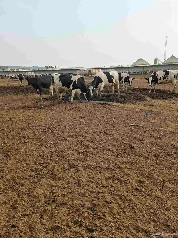 سماد بقره سماد دجاج 2