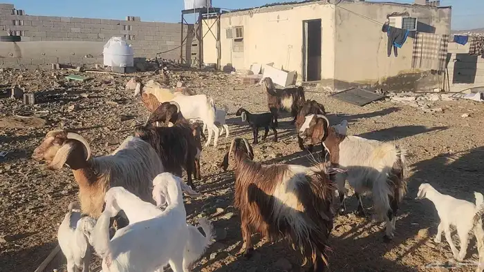 معزا مصريات مراح طيبات 8 معها 12 القناي مايفوتها 3