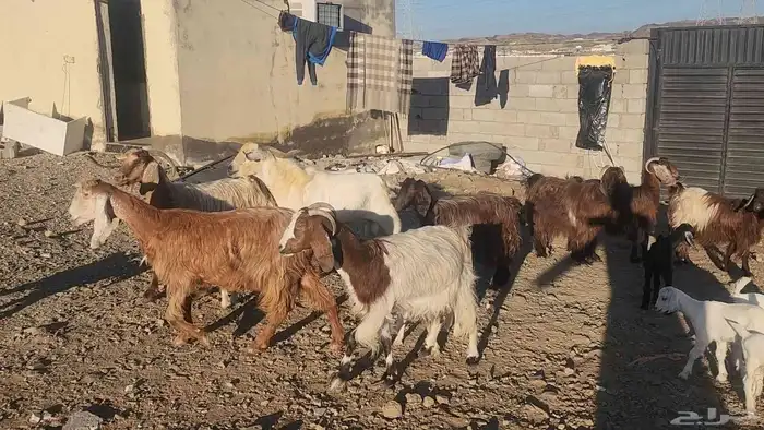 معزا مصريات مراح طيبات 8 معها 12 القناي مايفوتها 18