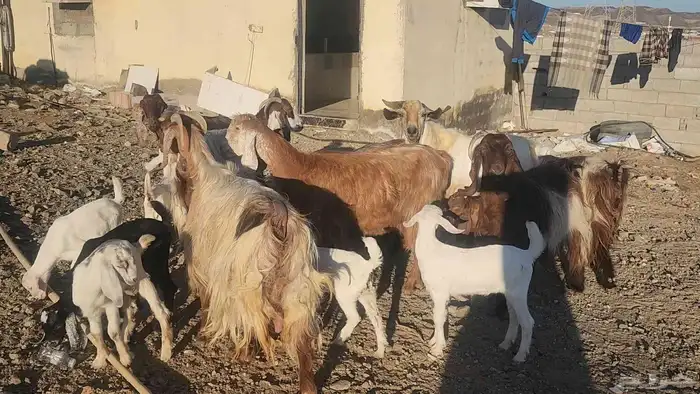 معزا مصريات مراح طيبات 8 معها 12 القناي مايفوتها 8