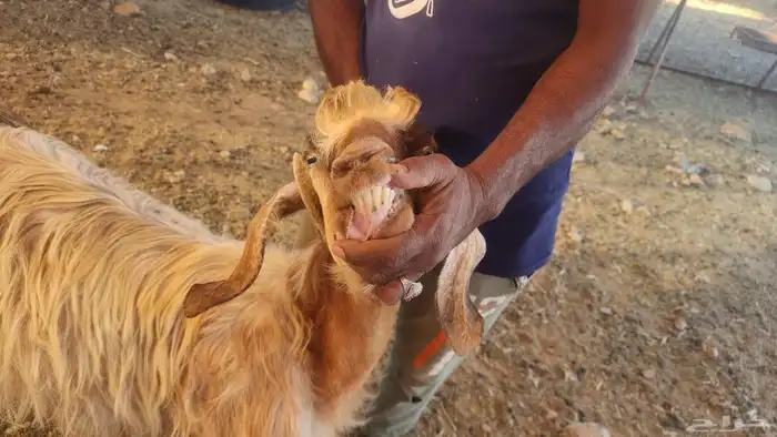 معزا مصريات مراح طيبات 8 معها 12 القناي مايفوتها 26