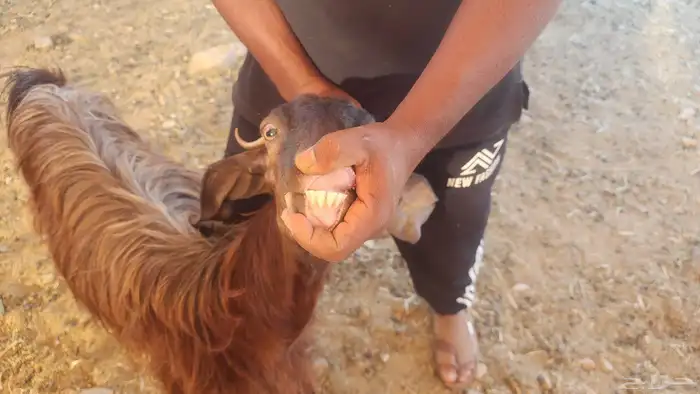 معزا مصريات مراح طيبات 8 معها 12 القناي مايفوتها 27