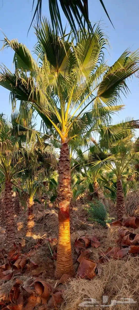 زراعه احواض زراعيه 2