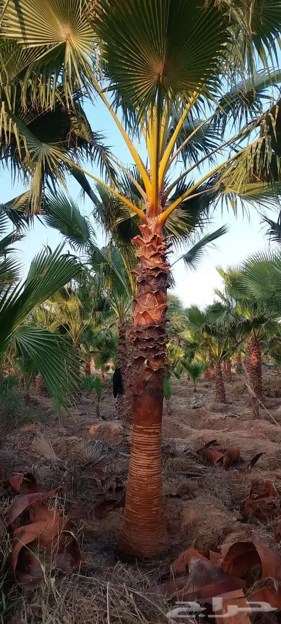 زراعه احواض زراعيه 4