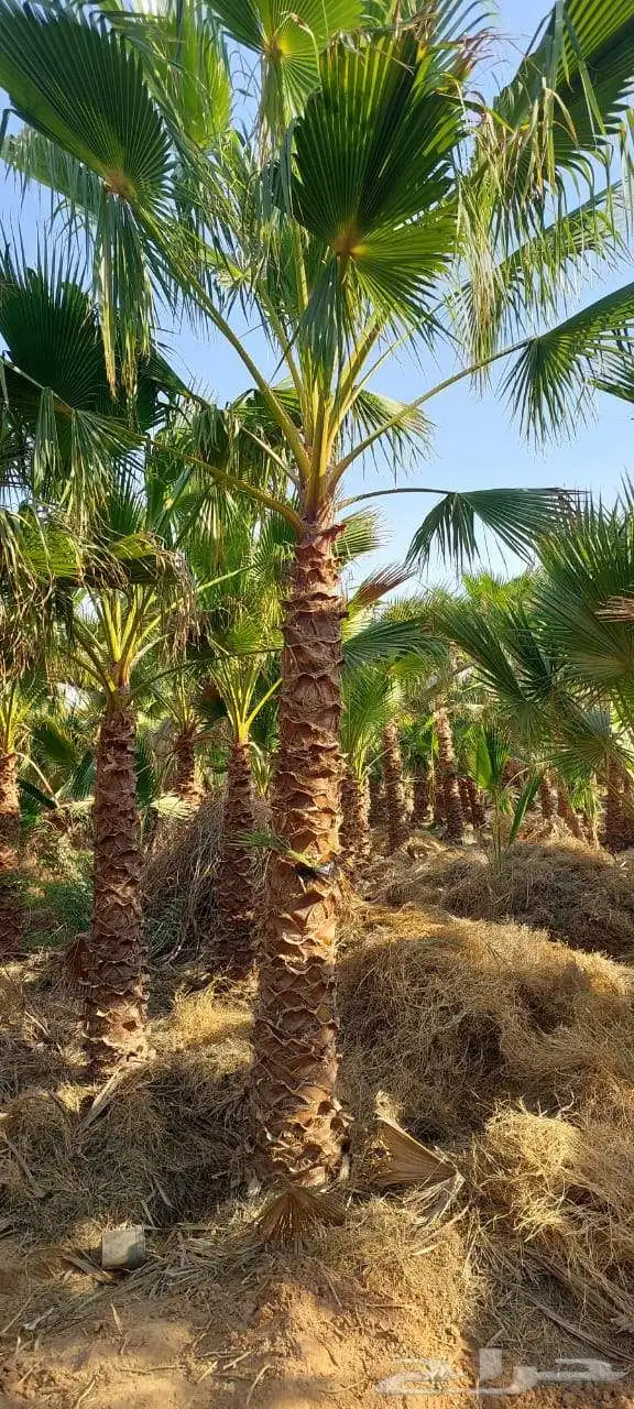 زراعه احواض زراعيه 6