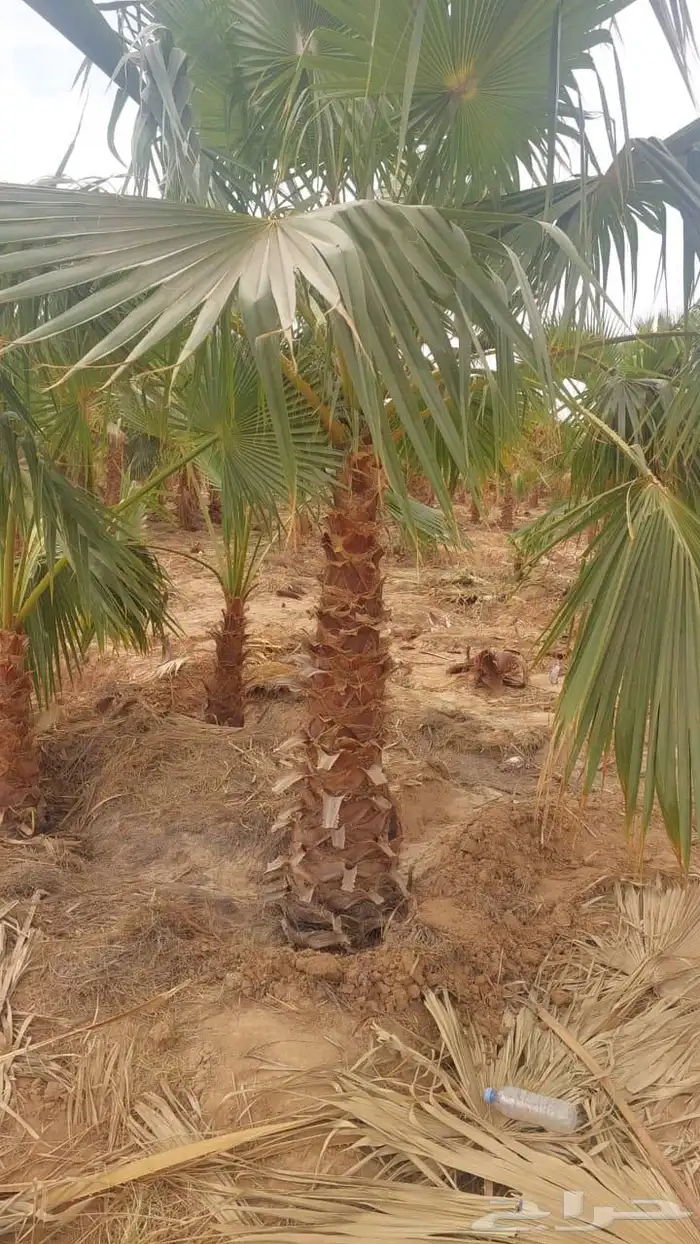 زراعه احواض زراعيه 3