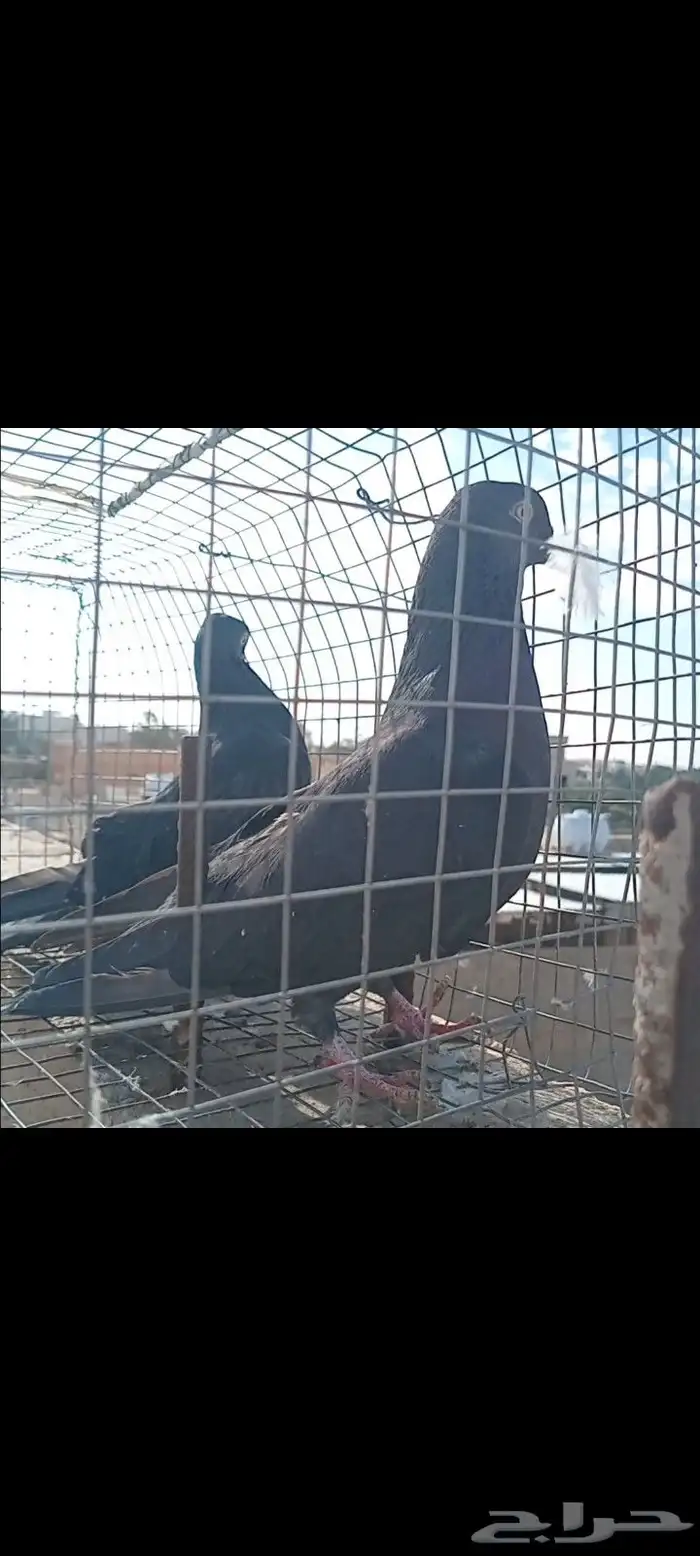 جوز اناث قلابي 3