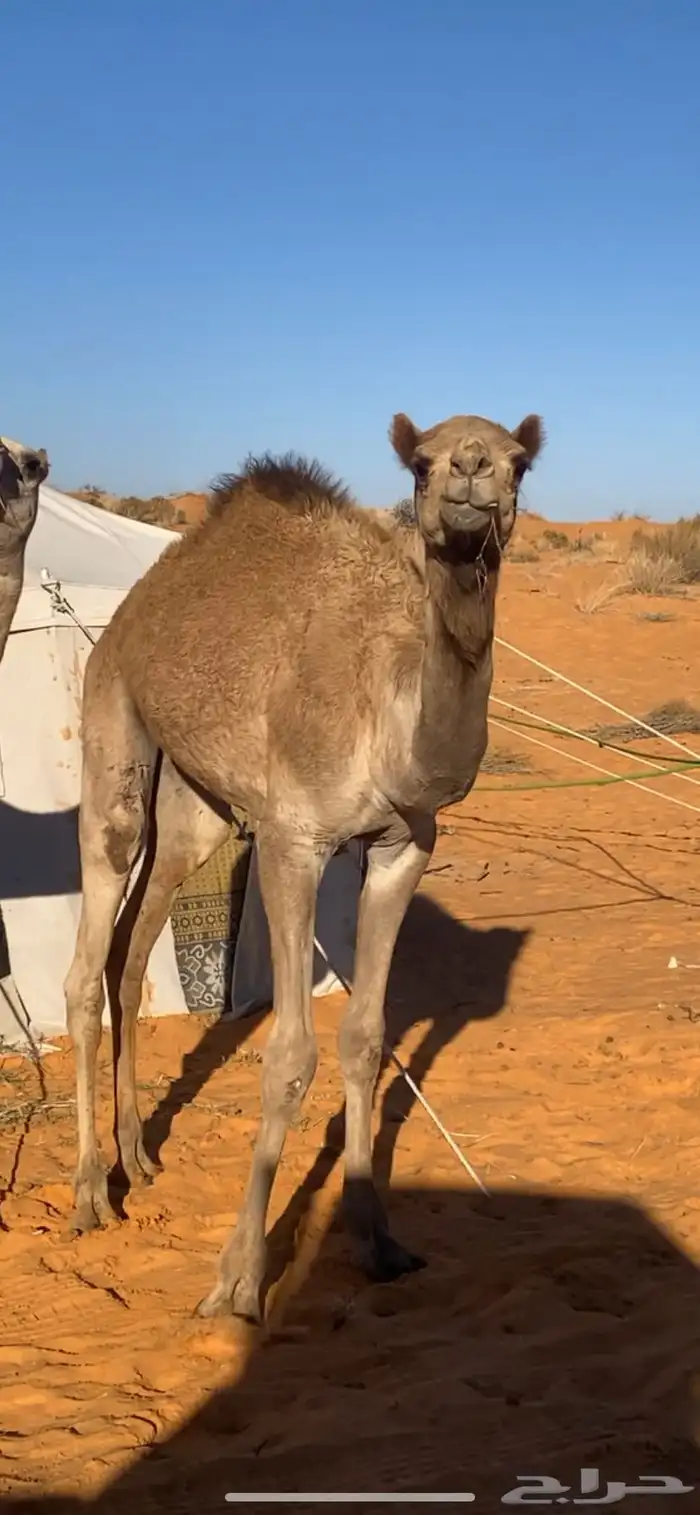 للبيع حشو اثنين واحد مخلول يرضع امه وواحد مفرود هجن 2