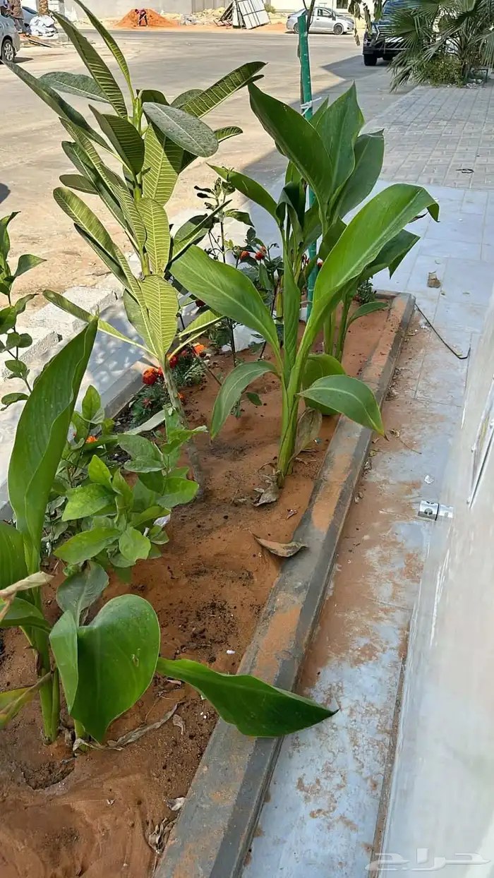 زراعه احواض زراعيه 1