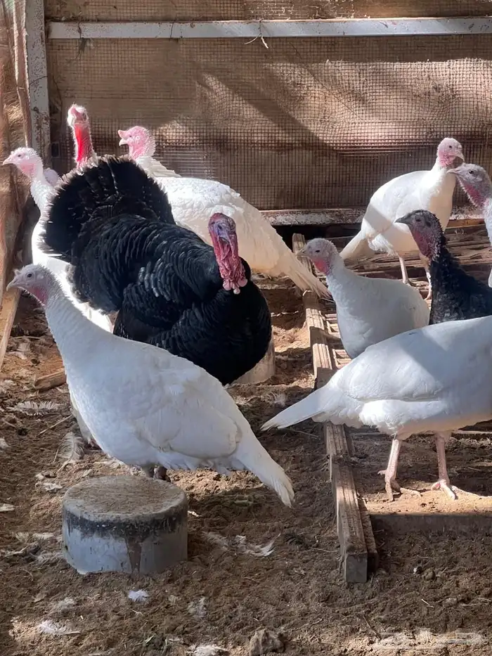 دجاج وديكة رومي 2