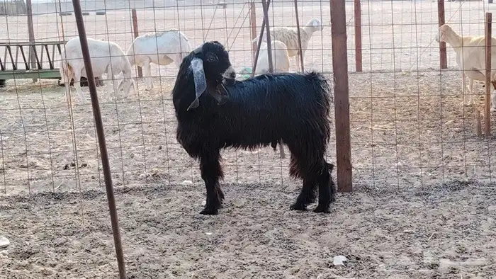 تيس عارضي طيب جرم وارتفاع مشروط وحار في الضرا 2