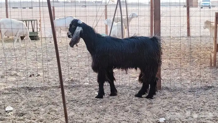 تيس عارضي طيب جرم وارتفاع مشروط وحار في الضرا 3