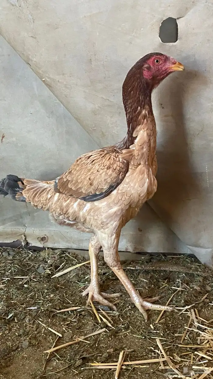 دجاج باكستاني سندي فواخر 5