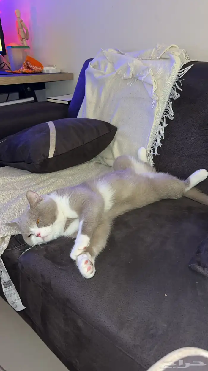 ذكر برتش للتزاوج لونه مميز 2