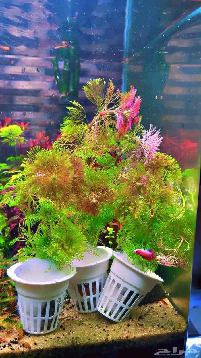 نباتات مائية لاحواض السمك المزروعة 6