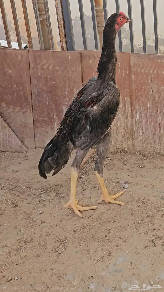 شامو الماني 1