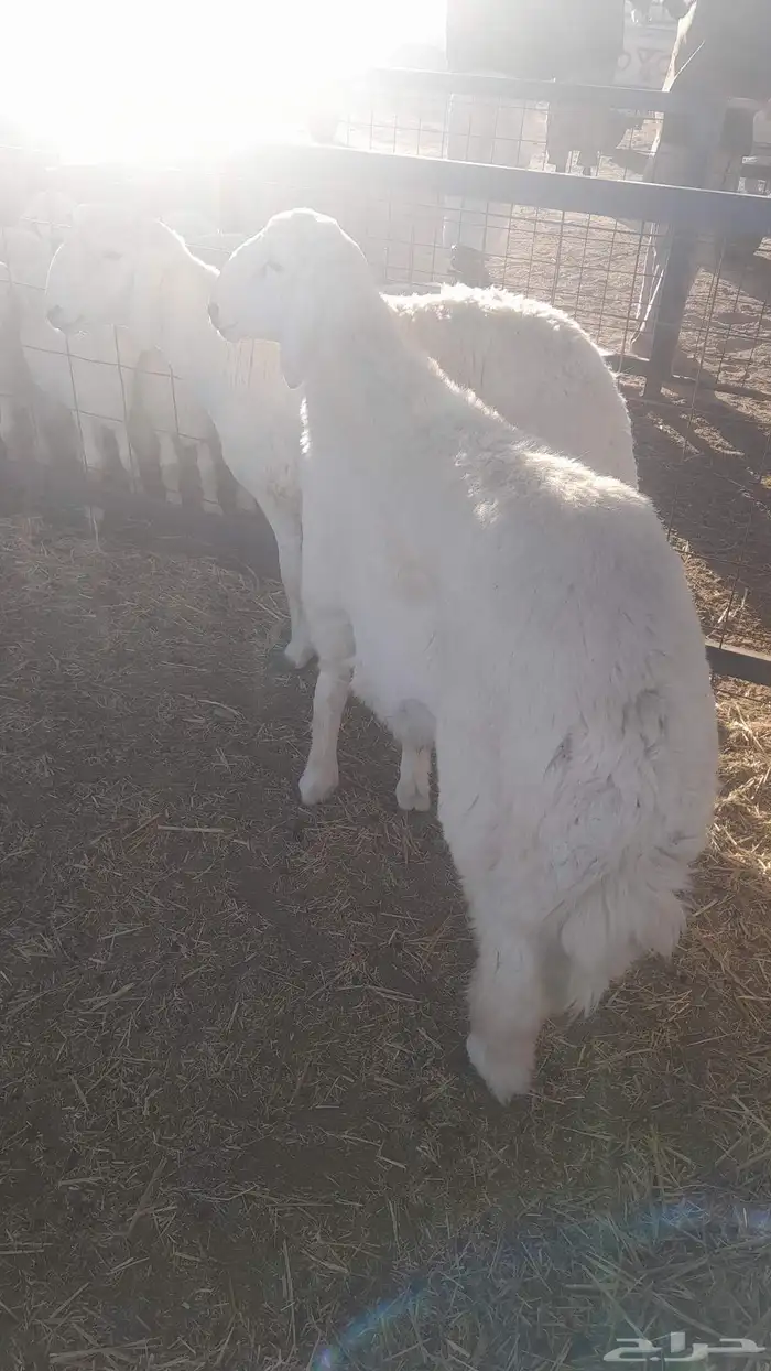 طليان كبار جبره للبيع 2