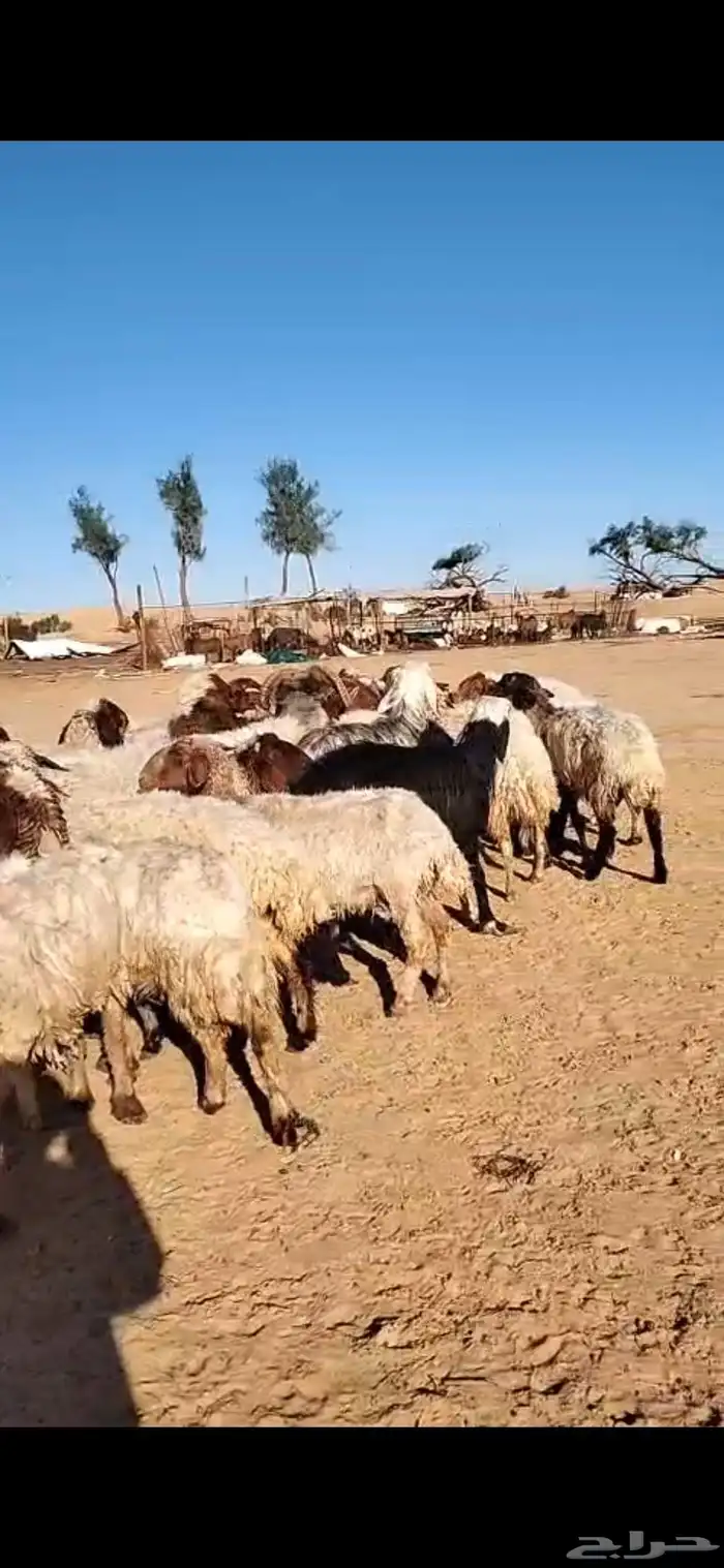 للبيع غنم نعيمي موليد 32 معه 32 6