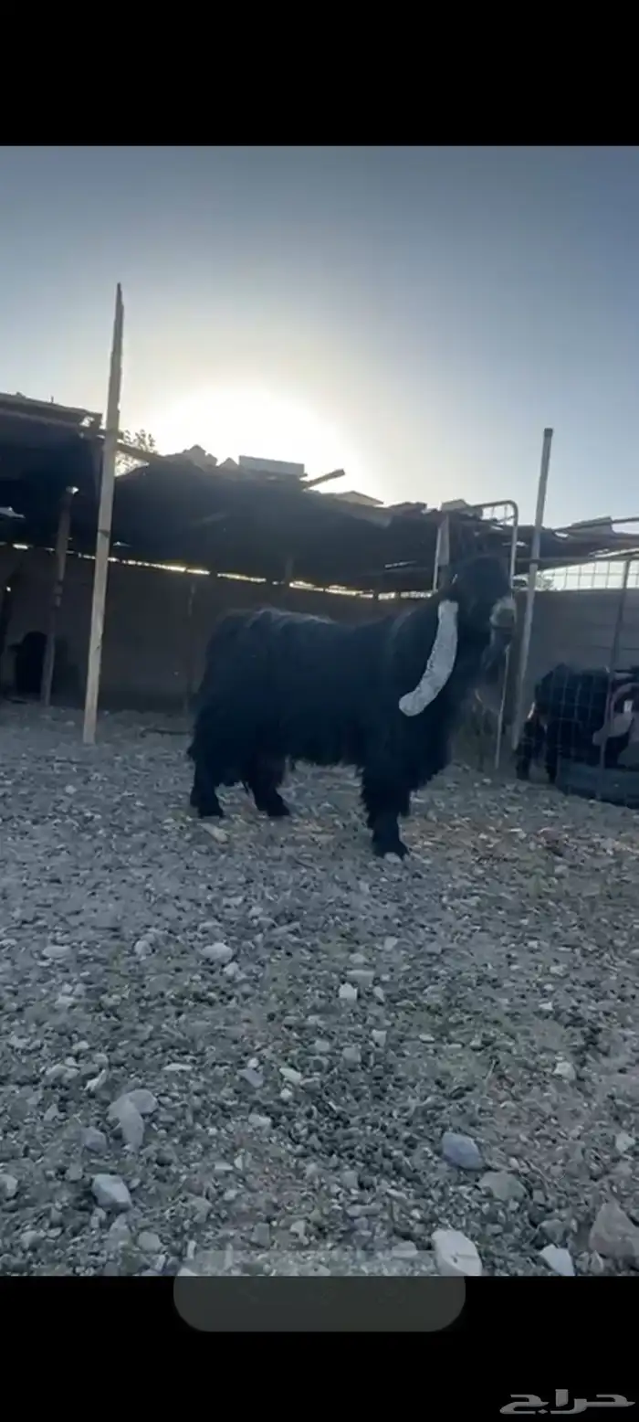 فحول للبيع 1