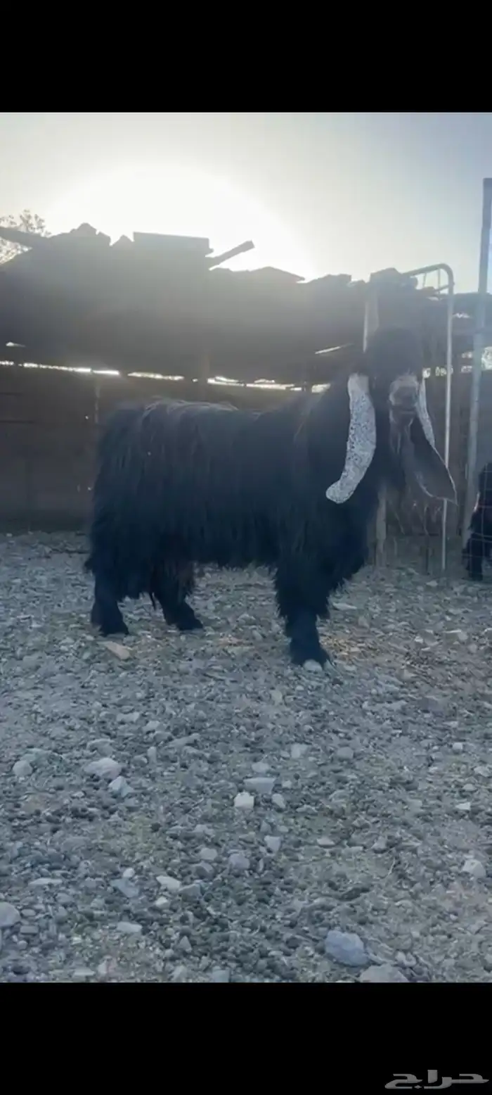 فحول للبيع 2