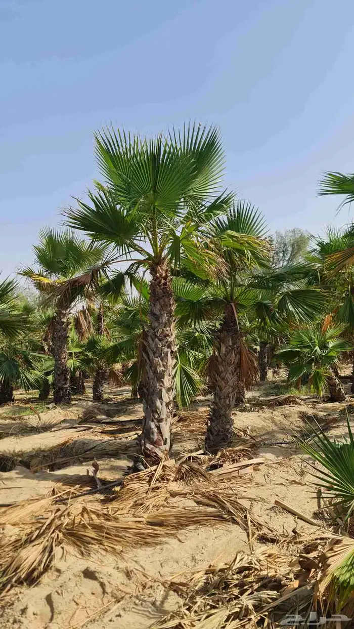 1500 نخله واشنطن للبيع بالجمله اقل كمية 100 2