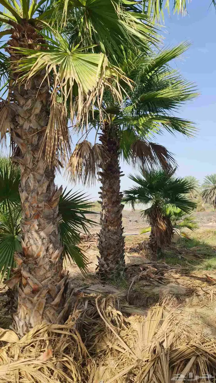 1500 نخله واشنطن للبيع بالجمله اقل كمية 100 4