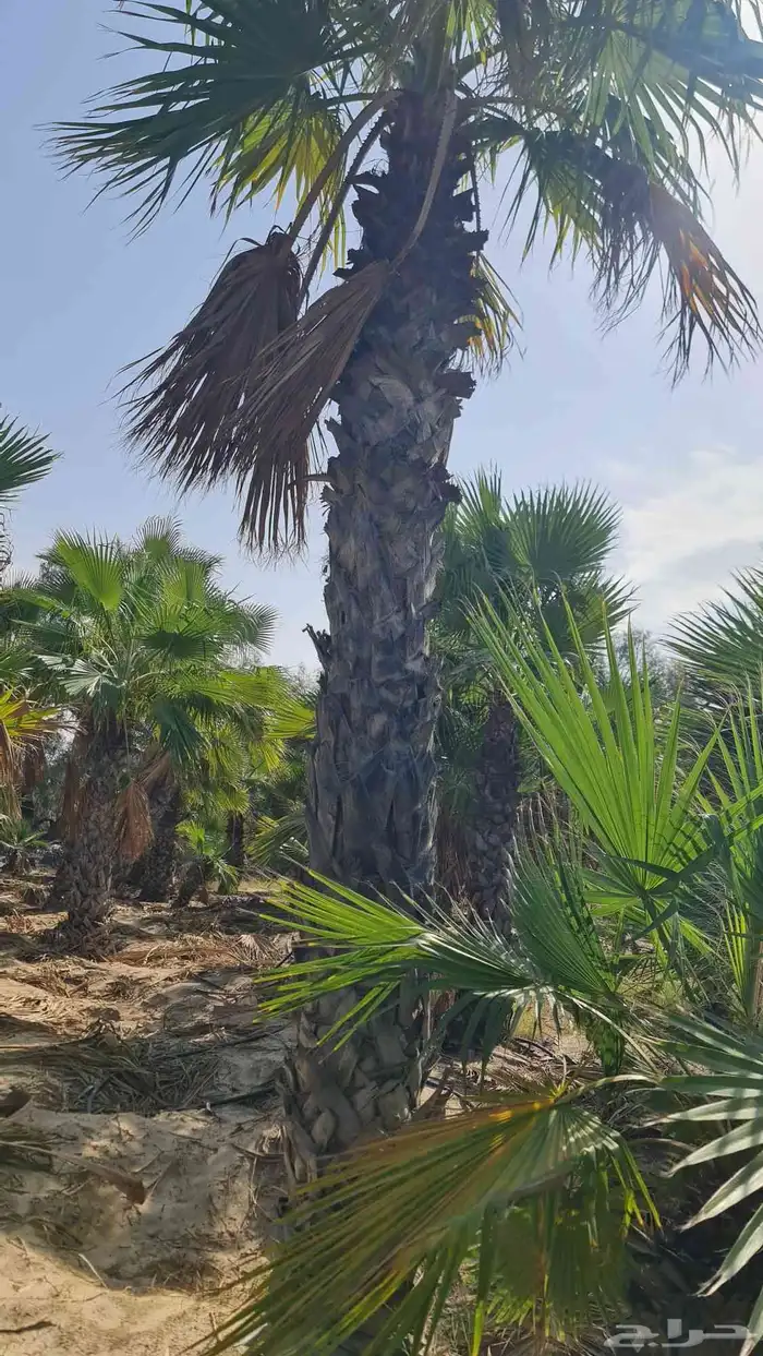 1500 نخله واشنطن للبيع بالجمله اقل كمية 100 3