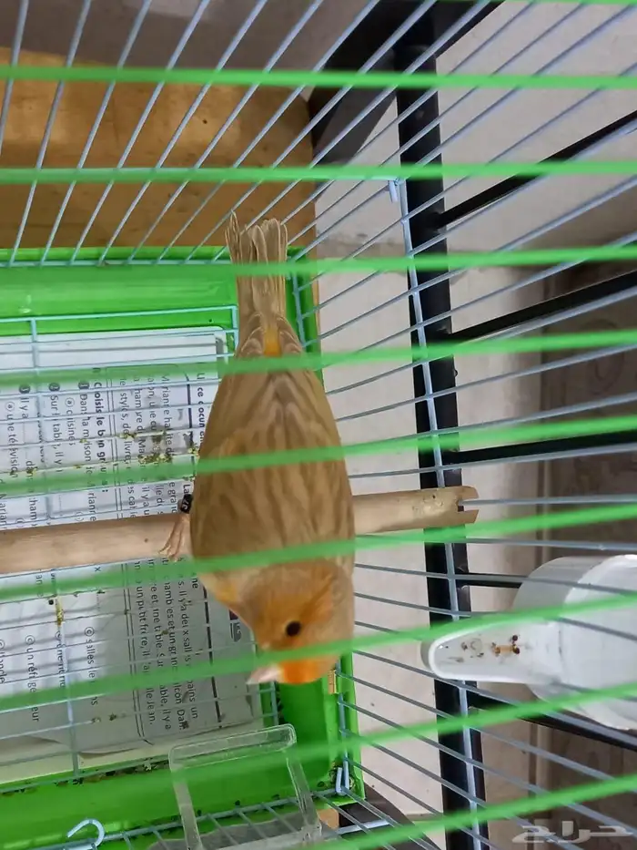 ذكر مشمشي صافي تغريد شرط 4